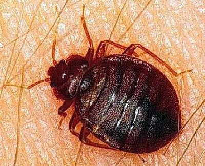 Apariencia de ineficacia en control de chinches de cama.