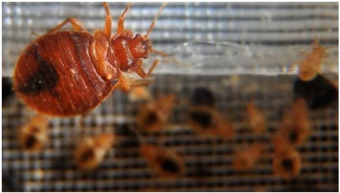 La desesperación por las chinches de cama genera un incendio.