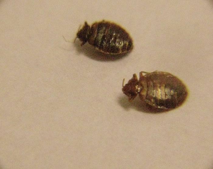 Conociendo los hem&iacute;pteros, la familia de las Chinches de cama.