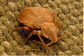 Apariencia de ineficacia en control de chinches de cama.