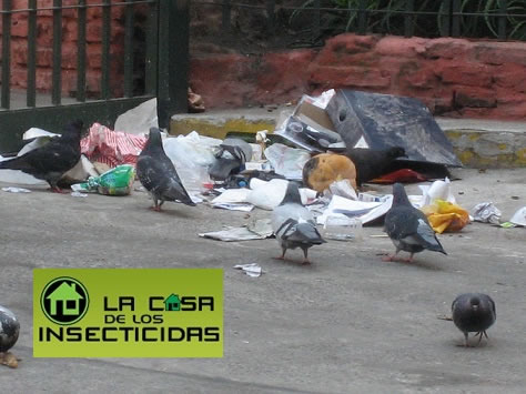 Palomas: "No son plaga en la Ciudad"