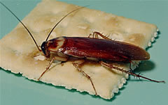 Geles insecticidas, fumigaciones y el control integrado de plagas.