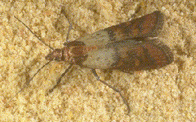 Polillas en la cocina