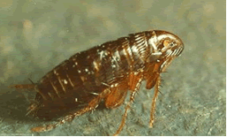 Pulgas y vacaciones. Prevención y control de pulgas.