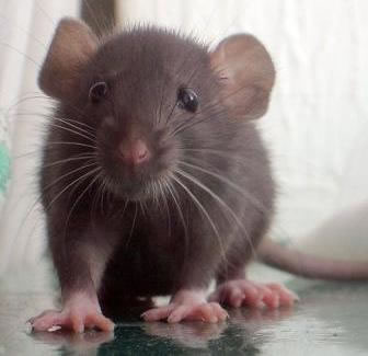 Mover el bigote fue decisivo en la evolución de los mamíferos