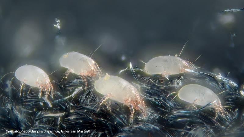 Acaros del polvo, principal fuente de alergias en ambientes interiores
