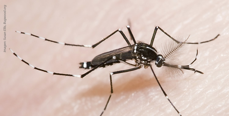 Mikel Bengoa nos habla sobre el mosquito Aedes Transmisor del dengue