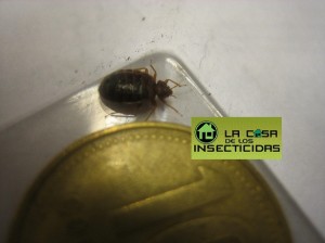 Preocupa el acostumbramiento que las chinches de cama presentan a los piretroides.