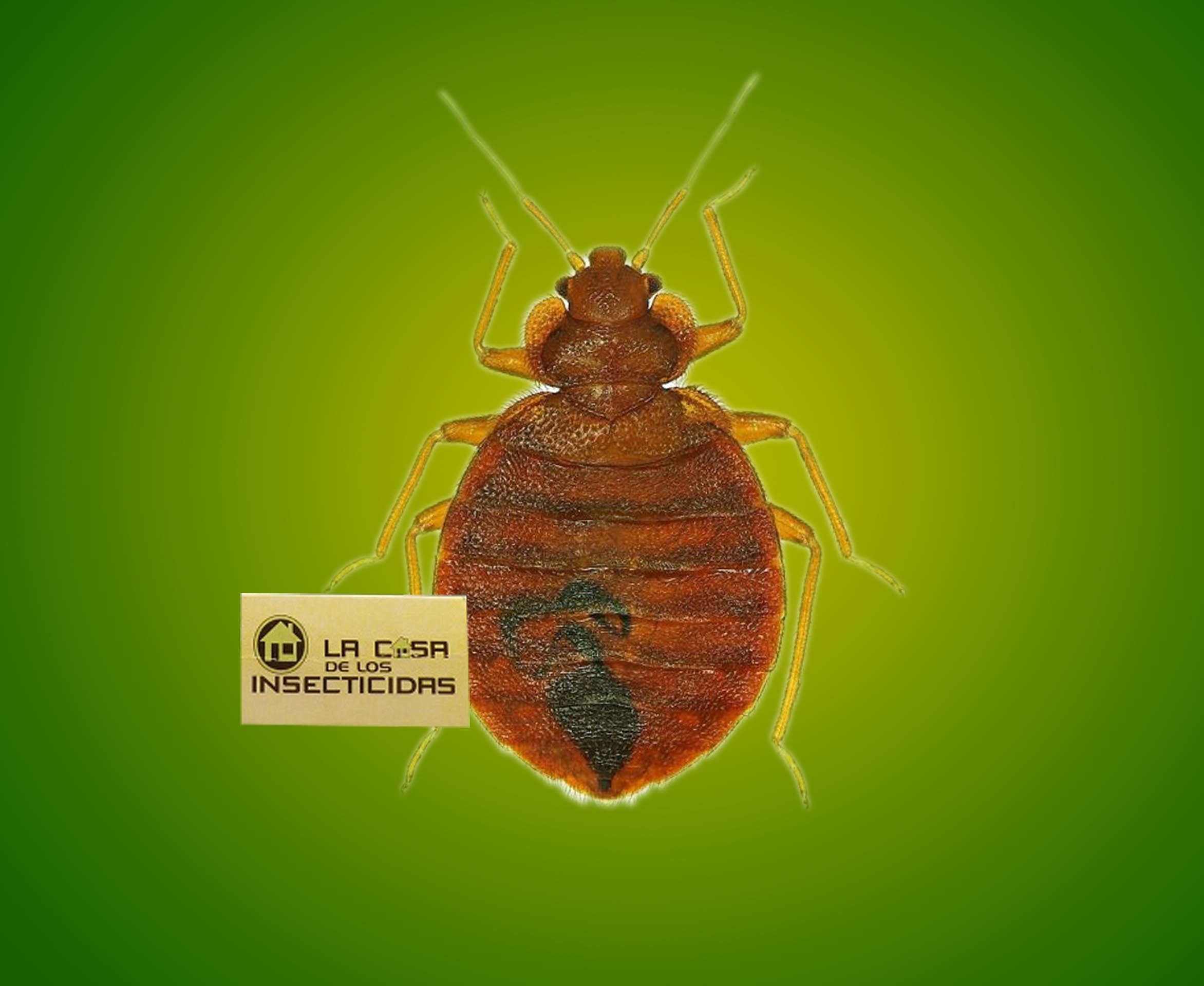 Gestión de acostumbramiento a insecticidas en control de chinches de cama.