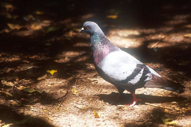 Palomas, entre la espada y la pared