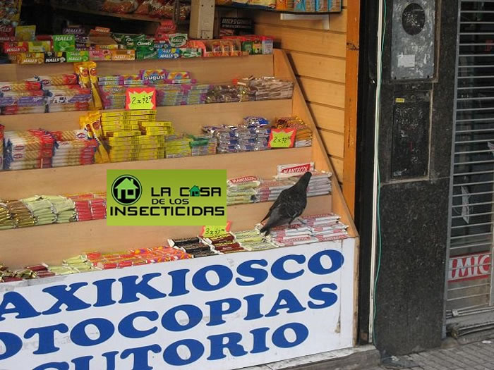 Palomas, entre la espada y la pared