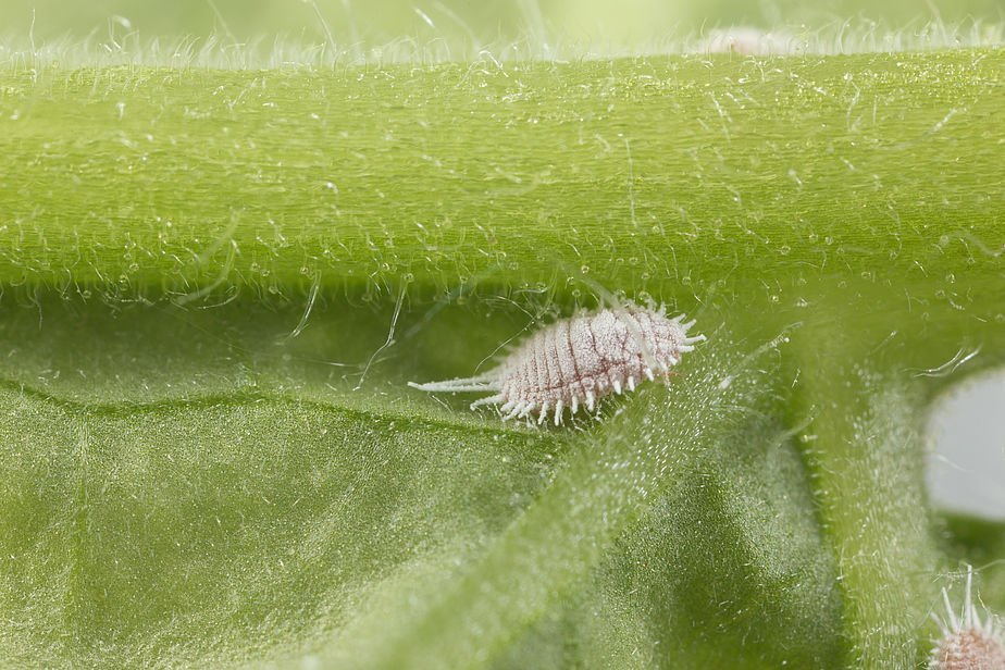 Cochinilla harinosa, ¿cómo tratarla?