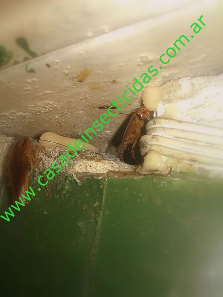 Geles para cucarachas, usos y secretos.