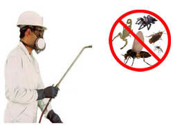 ¿Cómo profesionalizar una empresa de control de plagas?