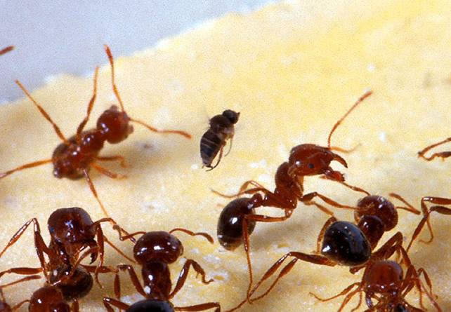 Aumenta la preocupaci&oacute;n por la hormiga colorada en los Estados Unidos