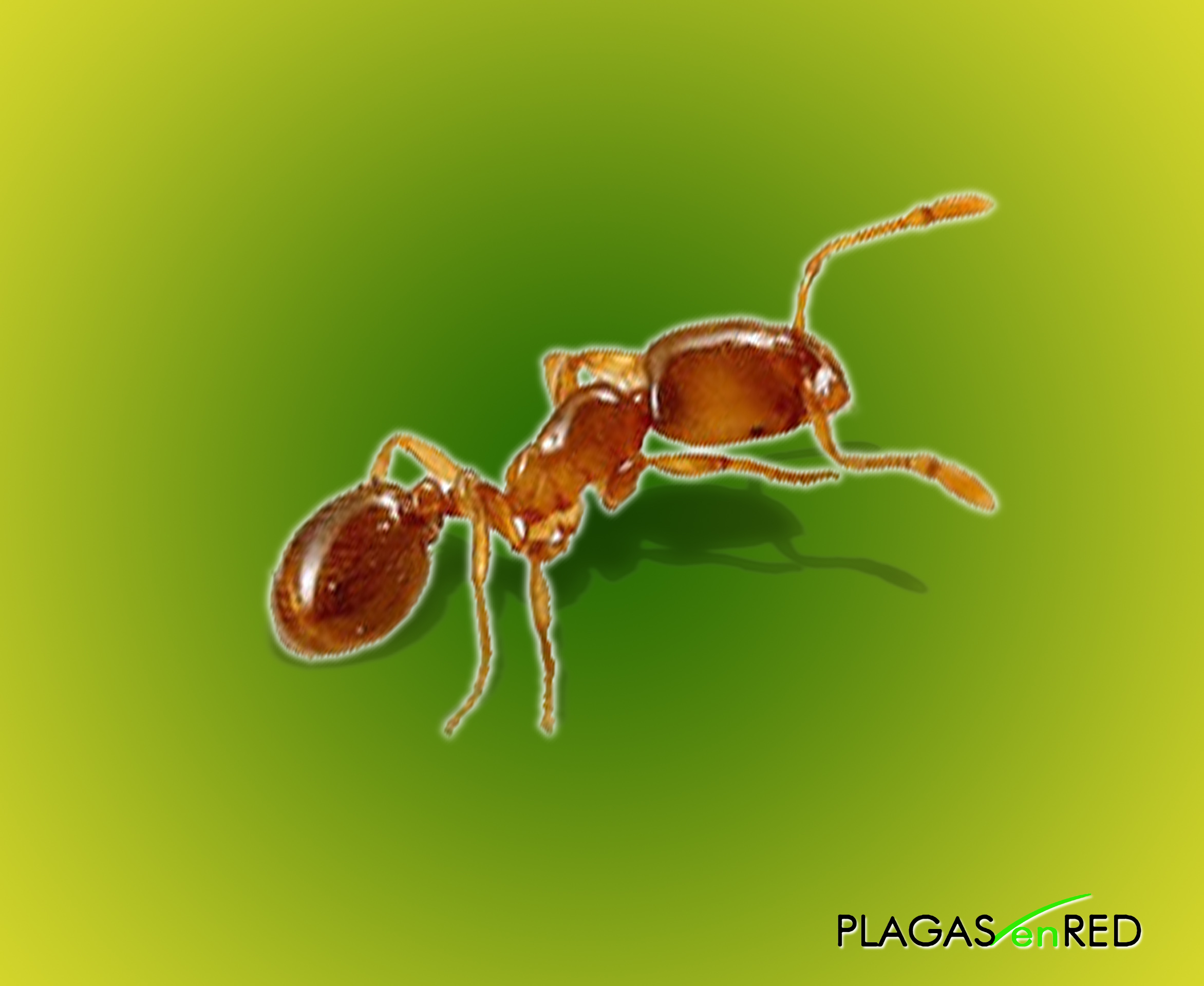 ¿Hormigas, Hormigas u Hormigas?