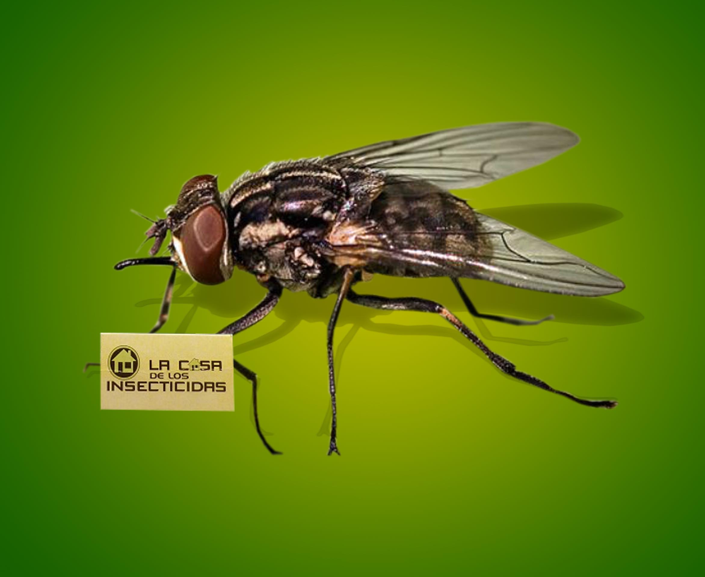 ¿Por qué se origina la mosca de la fruta?