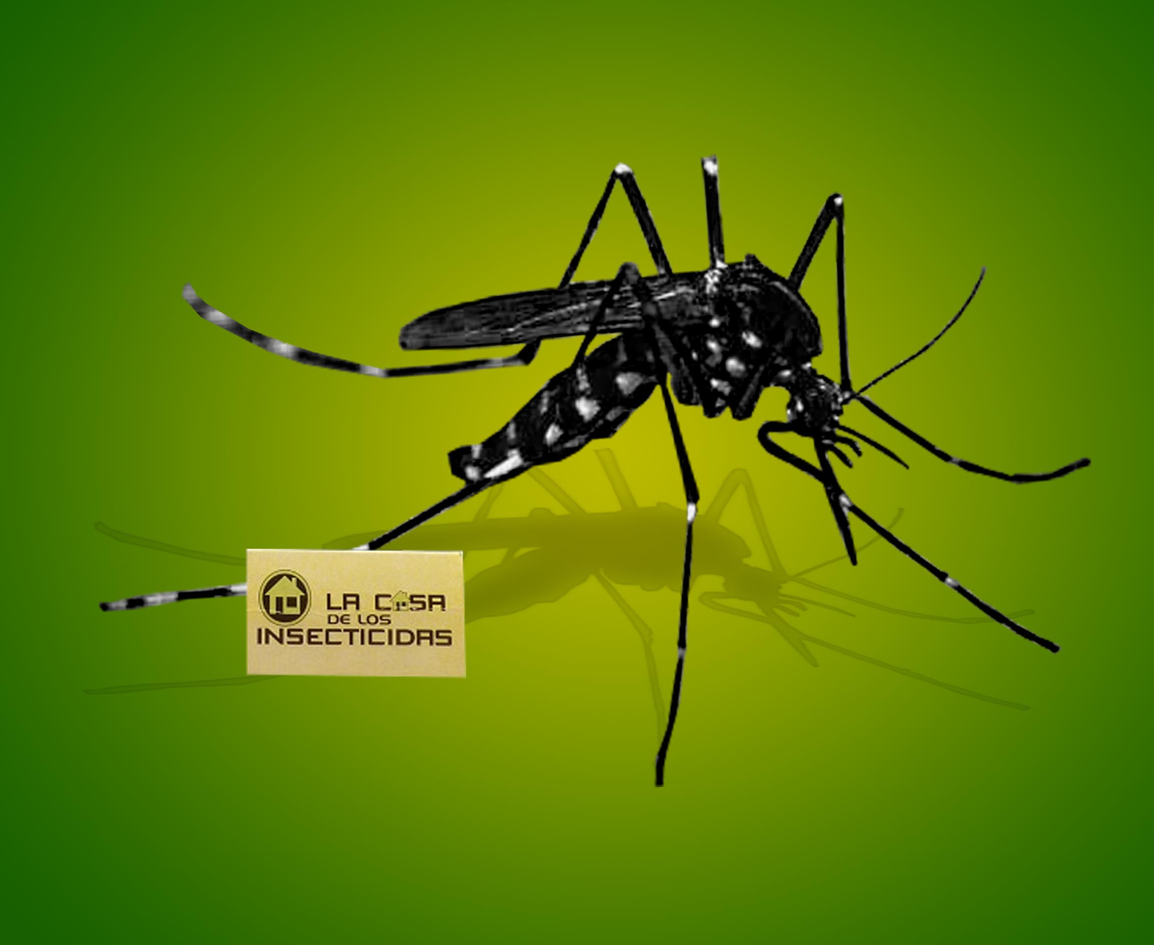 ¿Qué es el DENGUE?