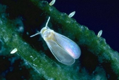 Mosca blanca
