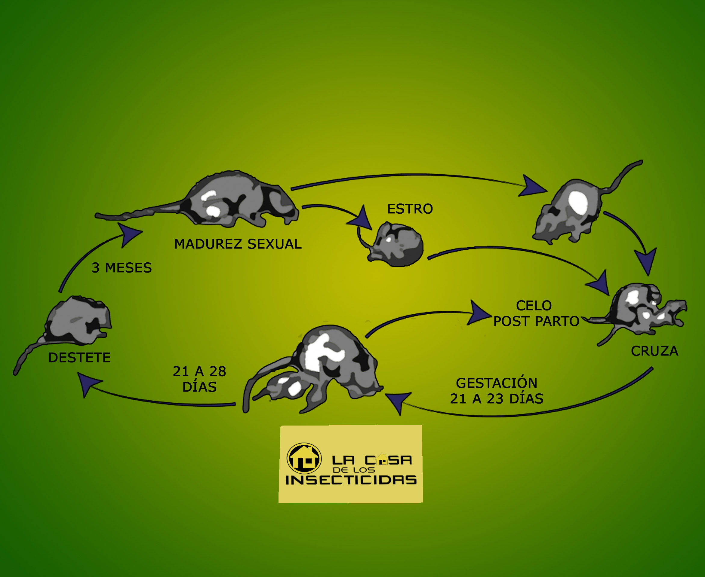 ¿Por qué hay picos de invasión de roedores?