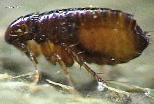 Trucos para el control de pulgas en domicilios.