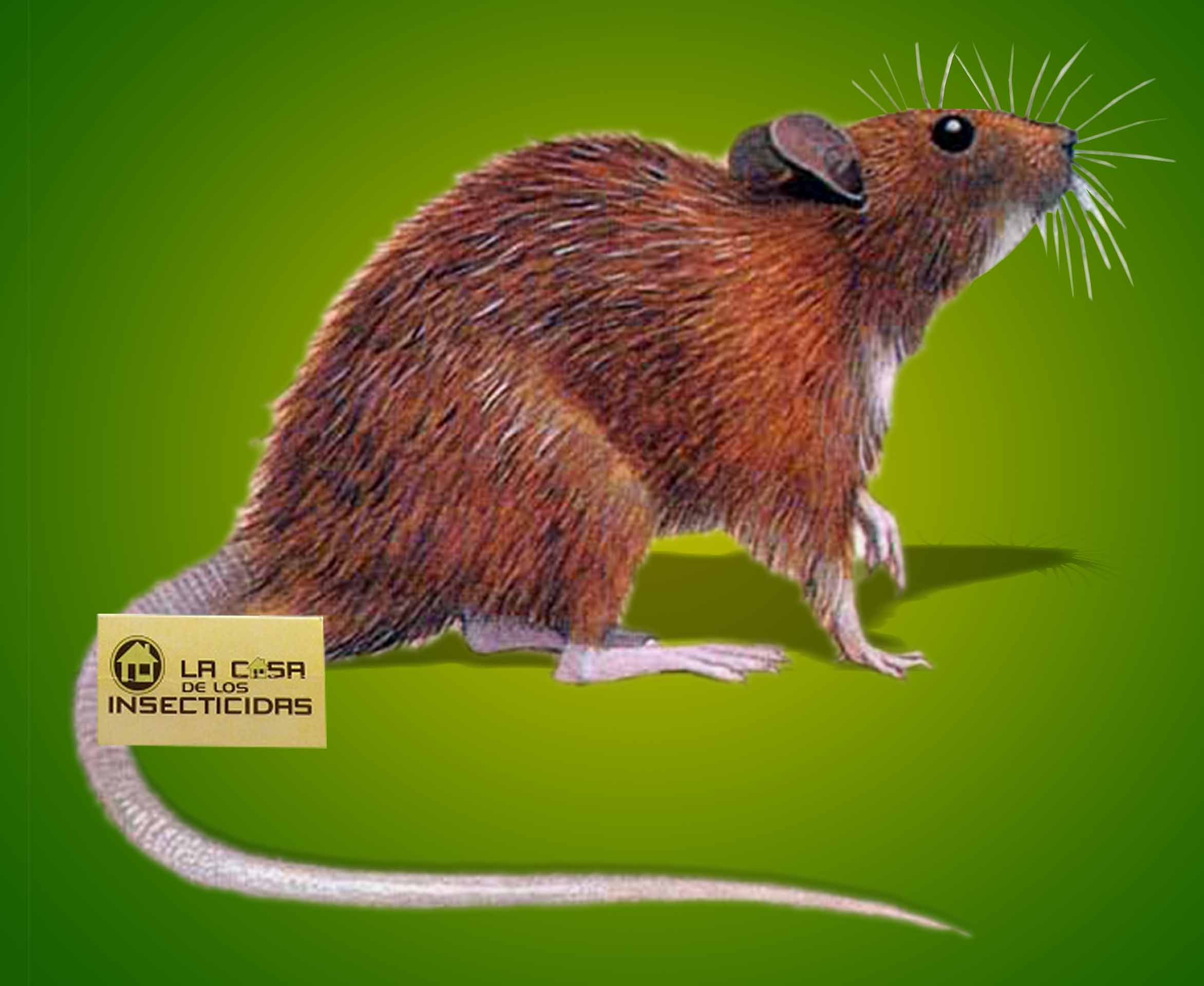 Rodenticidas – ¿Cómo saber cuál es el más eficaz?