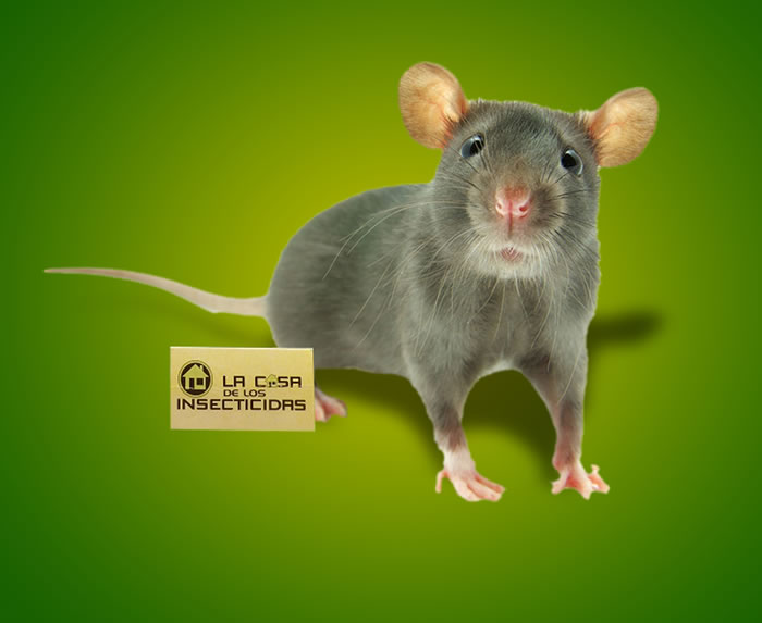 Percepción sensorial de los Roedores