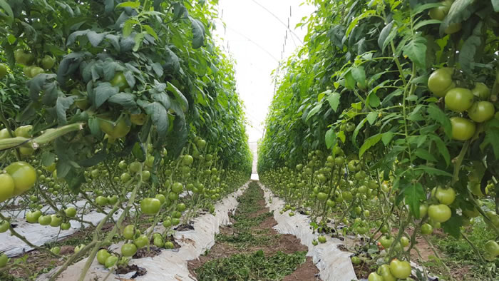 Sanidad Vegetal: Prevención de Plagas y Enfermedades