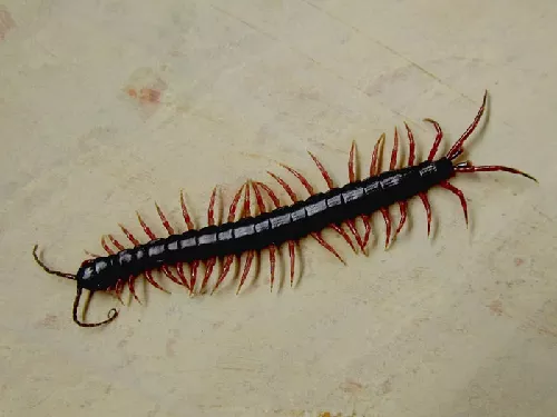 Chilopoda