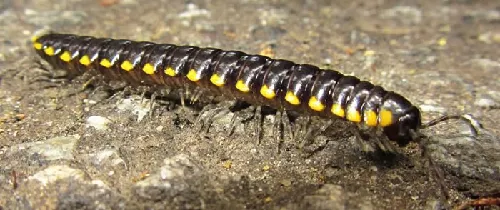 Ciempiés