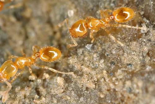 Hormiga Ladrona